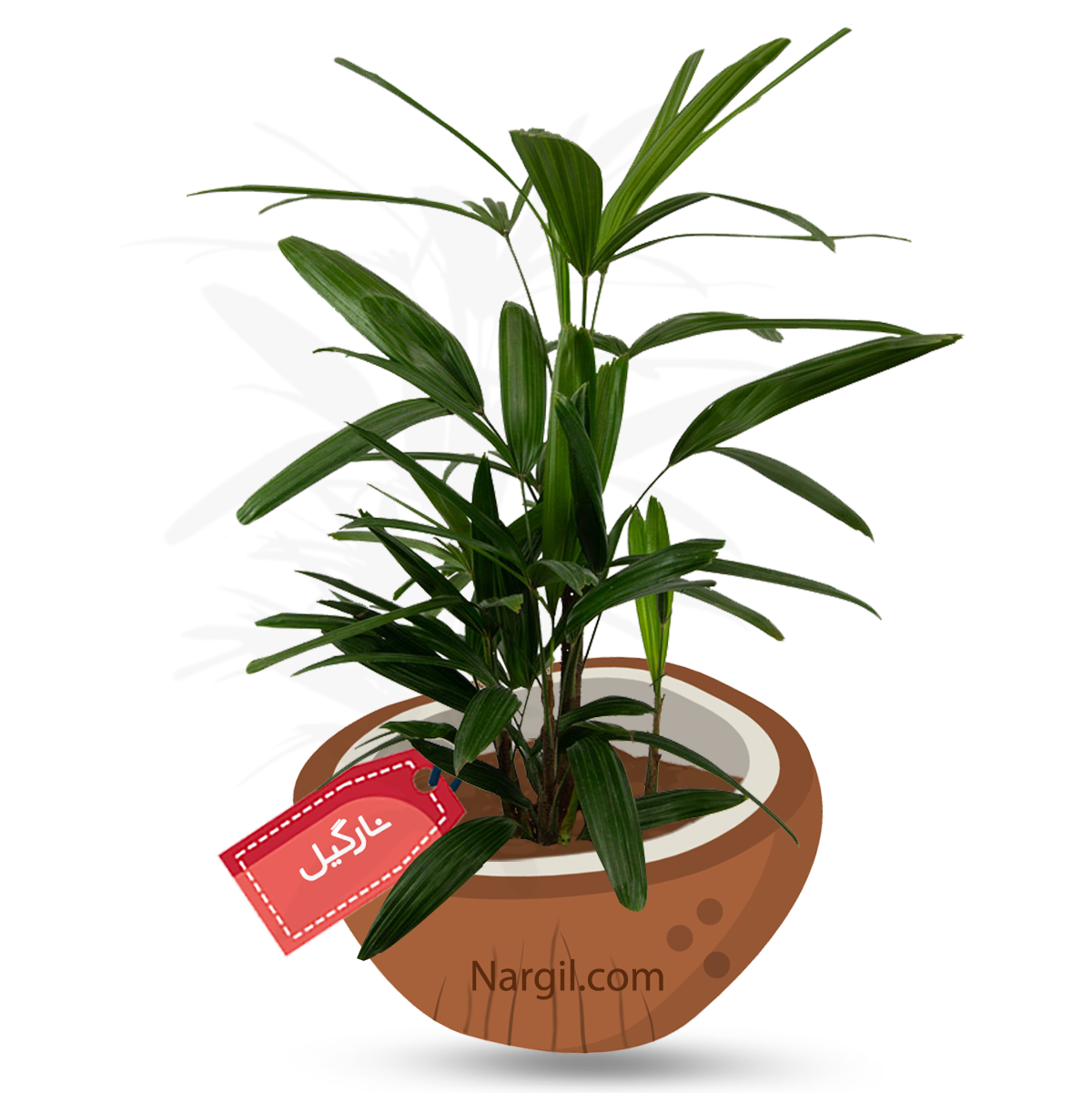  Nargil - Rhapis Palm